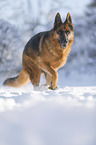 German Shepherd runs through the snow