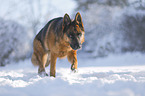 German Shepherd runs through the snow