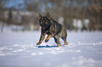 German Shepherd runs through the snow