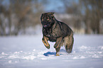 German Shepherd runs through the snow