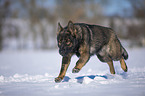 German Shepherd runs through the snow