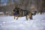 German Shepherd runs through the snow