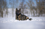 German Shepherd lies in the snow