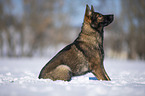 German Shepherd sits in the snow