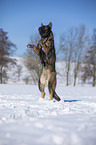 jumping German Shepherd