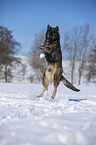 jumping German Shepherd