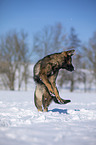 jumping German Shepherd