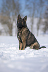 German Shepherd sits in the snow