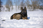 German Shepherd lies in the snow