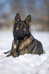 German Shepherd lies in the snow