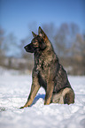 German Shepherd sits in the snow