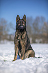 German Shepherd sits in the snow