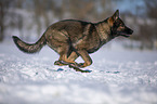 German Shepherd runs through the snow