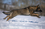 German Shepherd runs through the snow