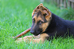 German Shepherd Puppy