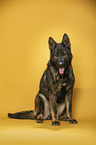 sitting German Shepherd