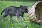 German Shepherd Puppy