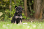 German Shepherd Puppy