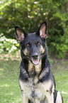 German Shepherd Portrait