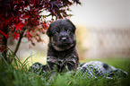 German Shepherd Puppy