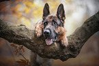 lying German Shepherd