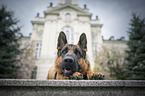 laying German Shepherd