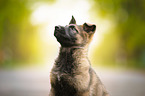 German Shepherd Puppy