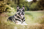 lying German Shepherd