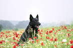 German Shepherd Dog in the flower field