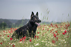 German Shepherd Dog in the flower field