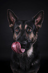 German Shepherd Dog portrait