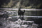 black German Shepherd