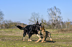 playing German Shepherds