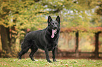 standing German Shepherd Dog