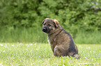 sitting GDR Shepherd Puppy