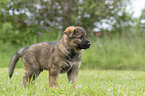 standing GDR Shepherd Puppy