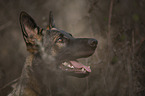 GDR Shepherd portrait