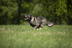 running GDR Shepherd