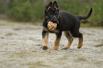 playing German Shepherd Dog Puppy