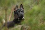 German Shepherd Dog Puppy portrait
