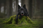 lying German Shepherd