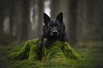 lying German Shepherd