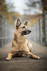 lying German Shepherd Dog