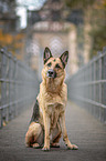 sitting German Shepherd Dog