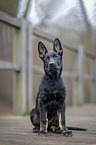 sitting German Shepherd Dog Puppy