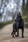 standing German Shepherd Dog Puppy