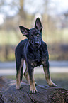 standing German Shepherd Dog Puppy