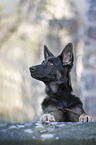 German Shepherd Dog Puppy