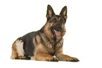 German Shepherd Dog in front of white background