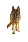 German Shepherd Dog in front of white background